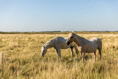 beautiful white horses grazing on pasture, provence, france
