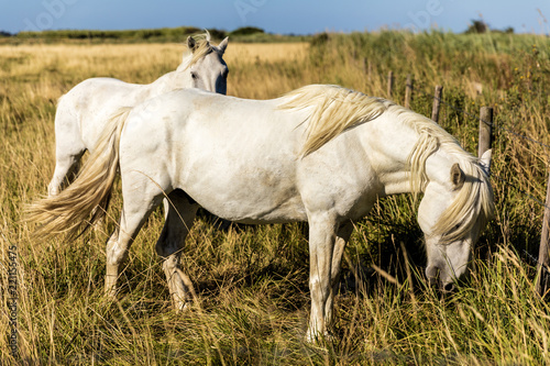 scenic view of beautiful white horses grazing on pasture, provence, france © LIGHTFIELD STUDIOS
