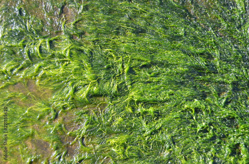 moss moss