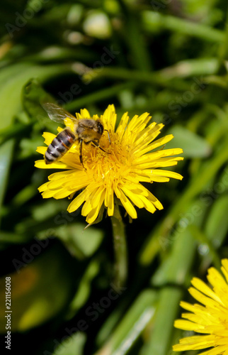 Dandelion bee