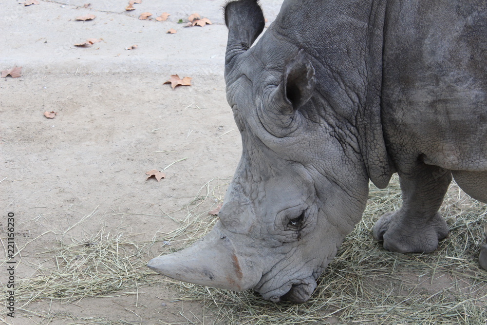 Obraz premium Madrid