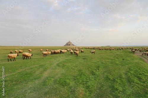 France, Le Mont-Saint-Michel, sheep, grass, monastery, landscape, sky, field, meadow, green, summer, countryside, 