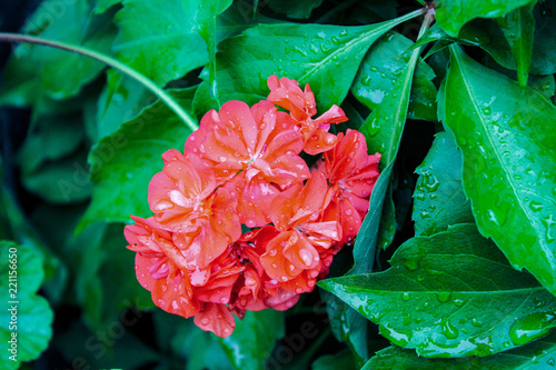 Midsummer flowers raindrops