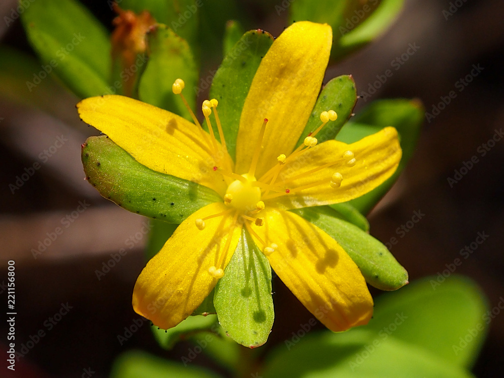 Fototapeta premium Trailing St John's-Wort (Hypericum humifusum)
