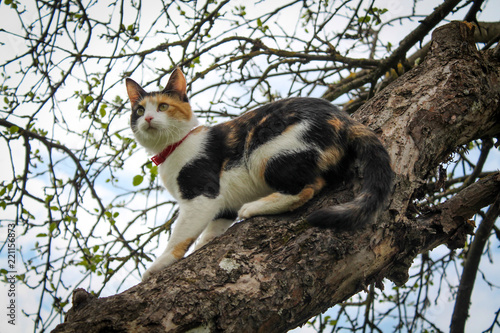 Cat & tree