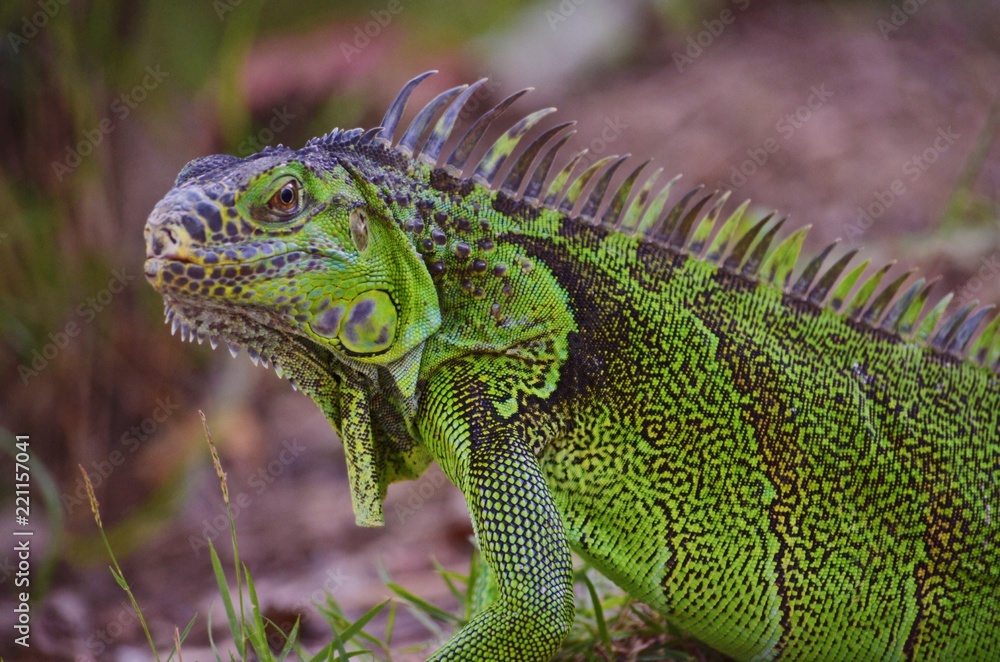 Obraz premium Close up of a large green iguana