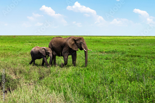 Foto African elephants or Loxodonta cyclotis in nature
