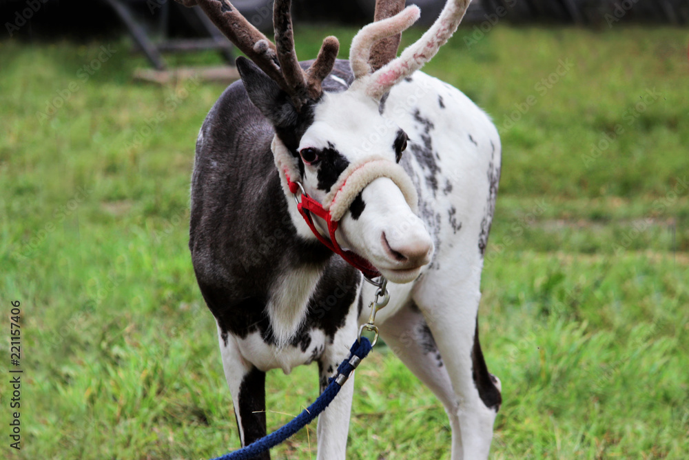 a circus reindeer Rangifer tarandus in a red bridle is tied next to a tent of a wandering circus set on a wasteland. a circus reindeer Rangifer tarandus in a red bridle is tied next to a tent of a wandering circus set on a wasteland.