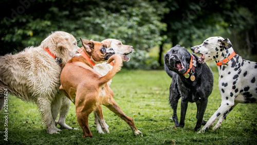 Dogs Playing