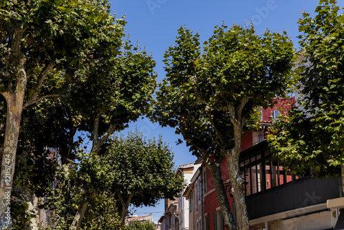 low angle view of beautiful green trees in traditional french town in provence