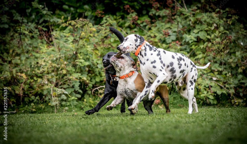 Dogs Playing