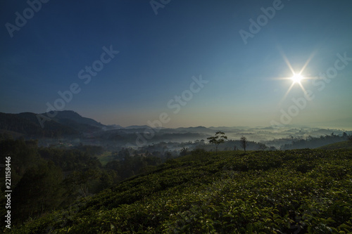 Morning atmosphere in the tea garden