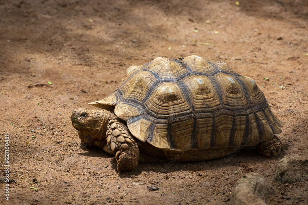 Asian giant and Galapagos tortoise live in the ground Asian giant and Galapagos tortoise live in the ground