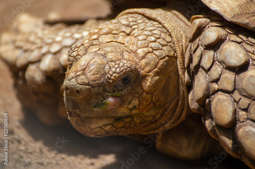 Close up Asian giant tortoise in the jungle,Slow life,Beautiful Tortoise,Galapagos Islands.