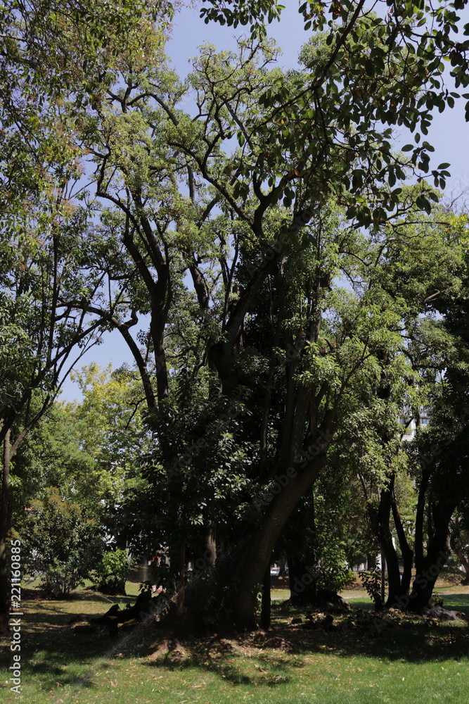 Fototapeta premium trees in the garden 04