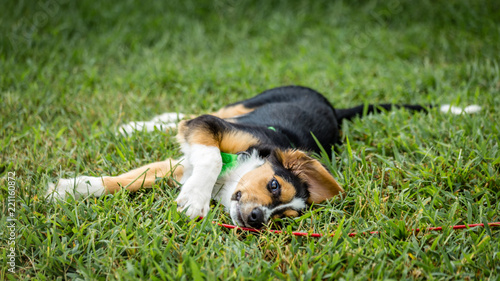 baguette frolic