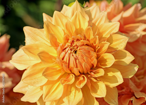 Fototapeta Naklejka Na Ścianę i Meble -  Dahlienblüte in gelb und orange