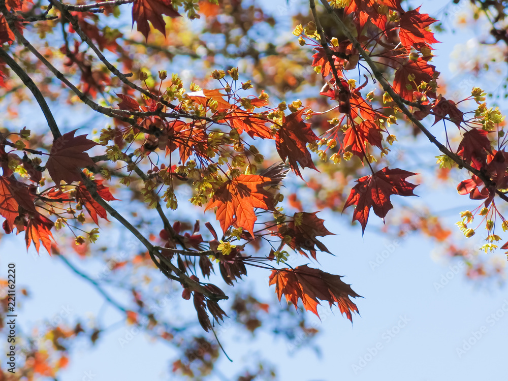 Cascading Autumn Leaves for a Beautiful Fall Skyline Cascading Autumn Leaves for a Beautiful Fall Skyline