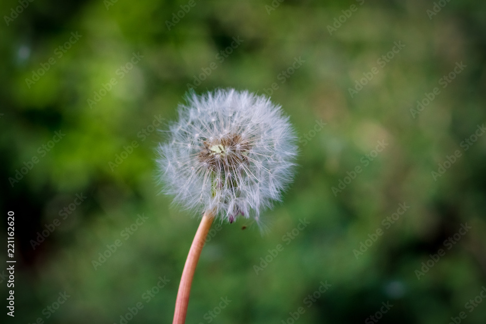 Dandelions