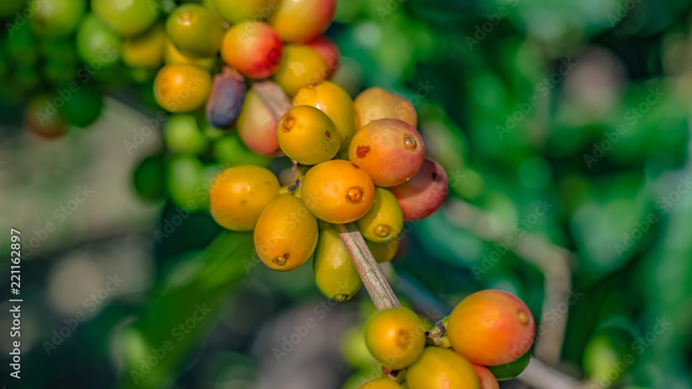 Fresh Raw Coffee Grain On Tree