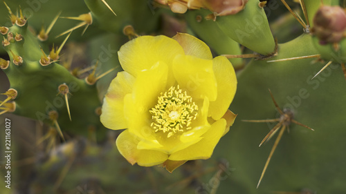 Large, yellow flower of Barbary fig or Opuntia ficus-indica, a cactus plant originary from Mexico, now growing around the world in arid areas, and being cultivated for its popular fruit: prickly pears photo