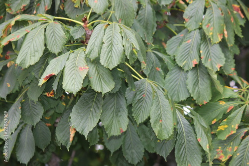 American chestnut (Castanea dentate) tree leaves on the tree at the end of summer