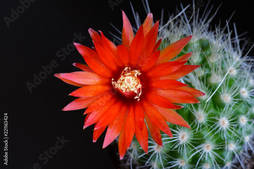 Red flower of cactus Parodia nivosa on a black background photo