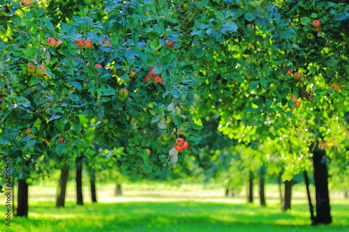 Apple orchard in Somerset photo