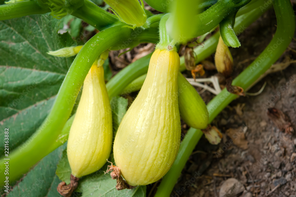 Two ripe yellow summer squash ready for harvesting. Stock Photo Adobe