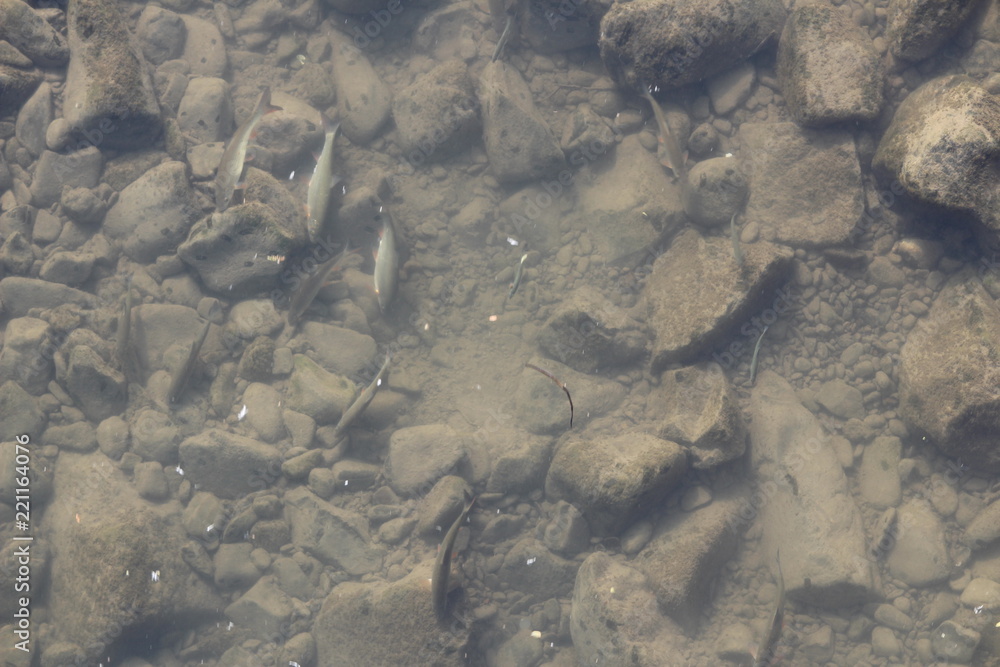 fish reigns in the river between the stones fish reigns in the river between the stones