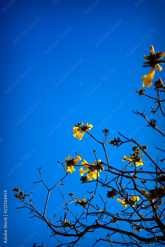 yellow flowers blue sky yellow flowers blue sky