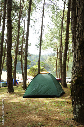 Tent camping among pine forest, tourism outdoor activity.