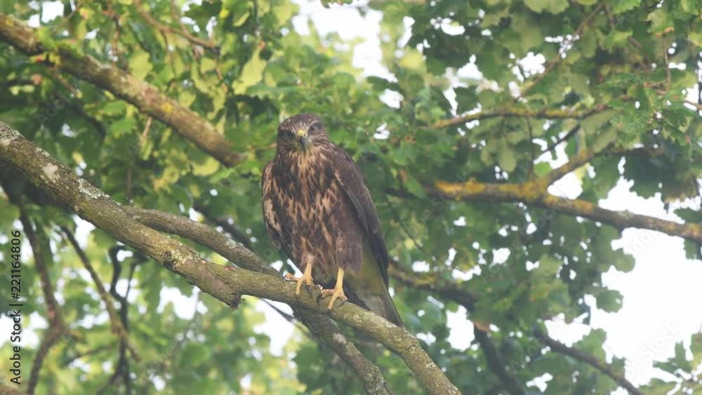 Common buzzard on a branch and flying off a branch Common buzzard on a branch and flying off a branch