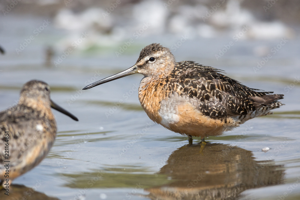 Long billed dowitcher Long billed dowitcher
