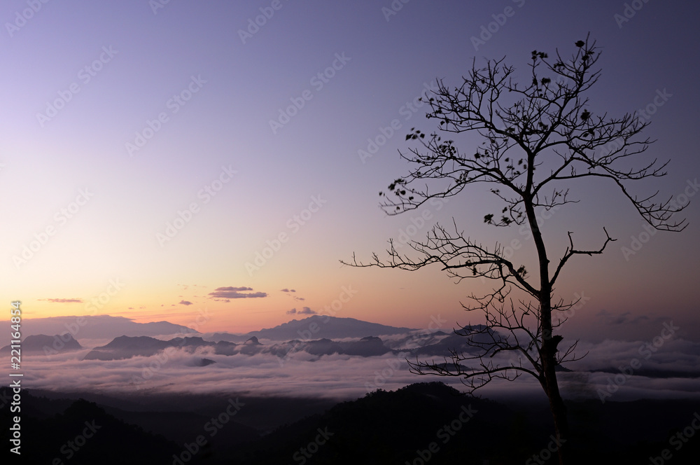 Silhouette tree on sunrise scenery view in morning.