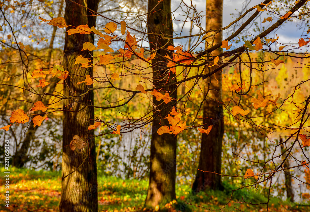 Obraz premium Golden autumn in the village of Ust-Izhora, Leningrad region. The Bank of the river Neva.