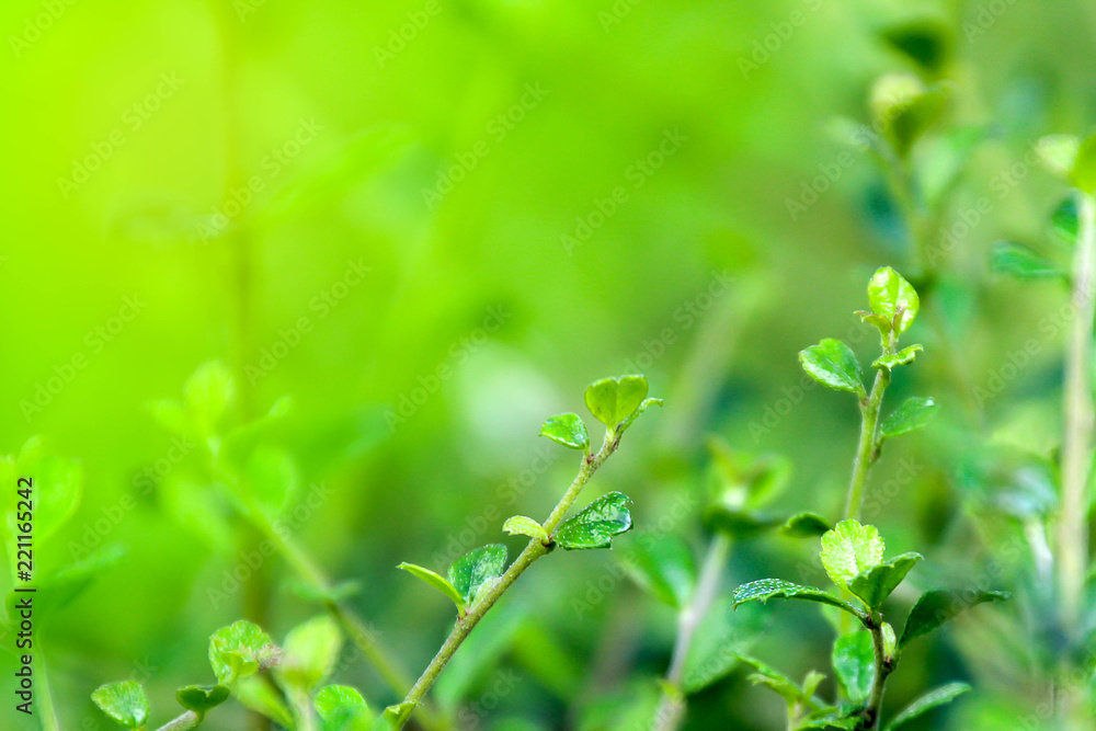 Leaf Light,Green leaves pattern​ background.