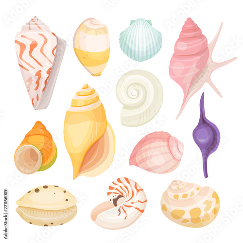 Sea shells set vector illustration on white background