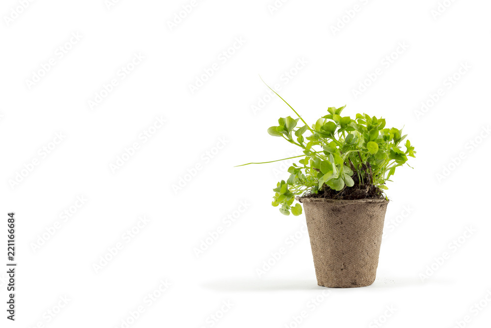 Young Salad in a pot Young Salad in a pot