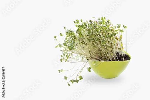 Yong Salad in Green Pot