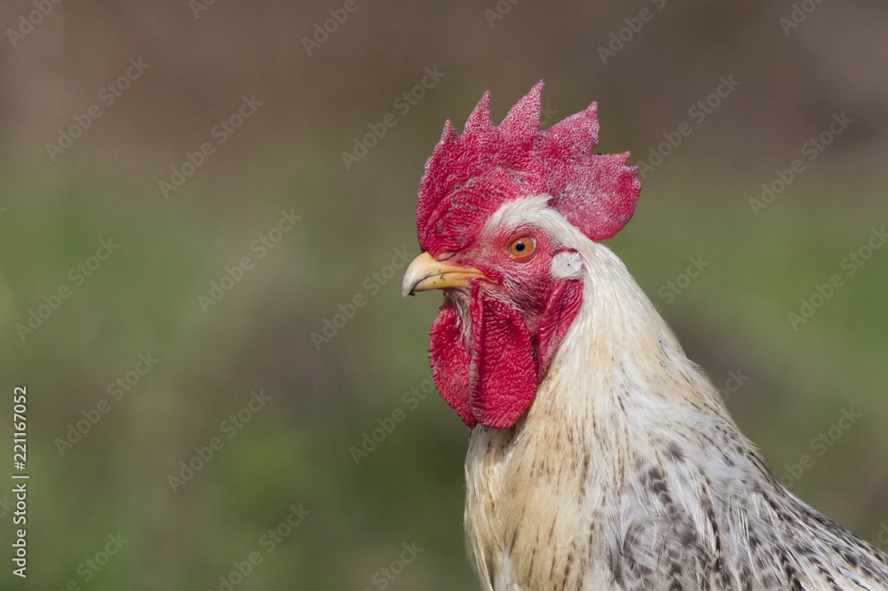 free range rooster in spring