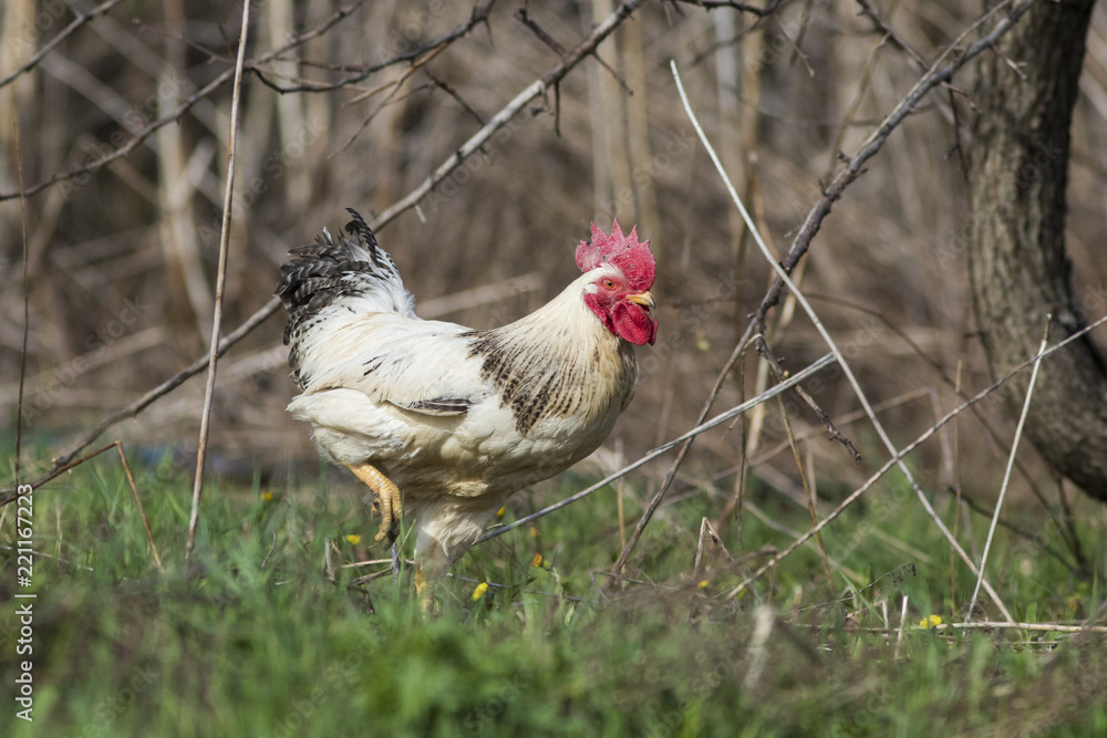 Fototapeta premium free range rooster in spring