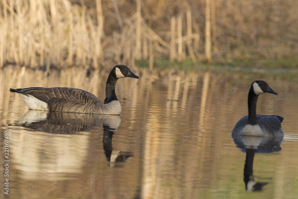 Obraz premium canada goose in spring 