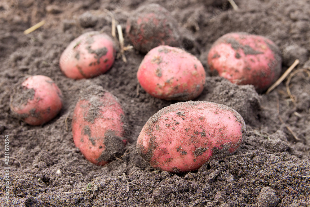 Pink Potato Varietal in the garden after the harvest Pink Potato Varietal in the garden after the harvest