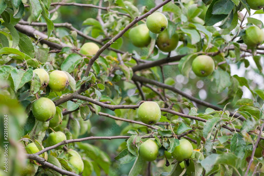 green apples ripen on a tree