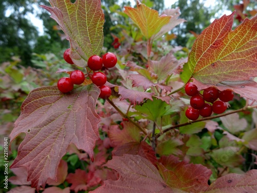 Red viburnum 1 photo