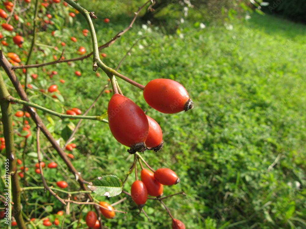 Dogrose fruit 1 Dogrose fruit 1