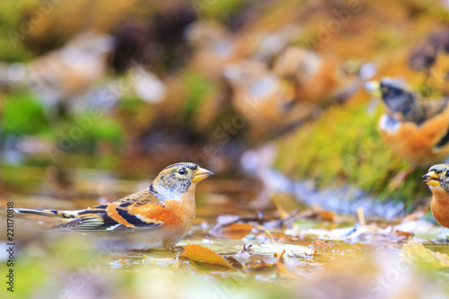 beautiful red birds in swimming among fallen leaves