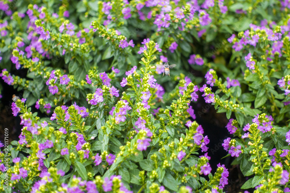 Green flower Background