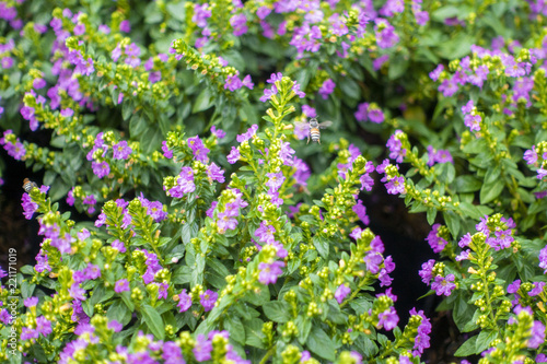 Green flower Background